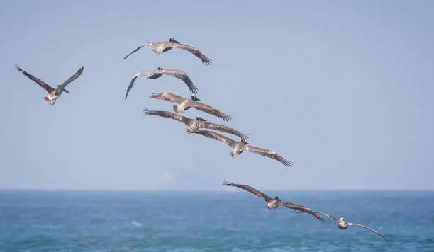 Pelican and birds - Wildlife