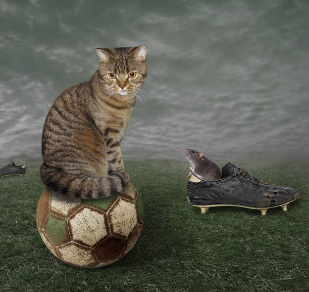 istock Cat on the old ball 672754918
