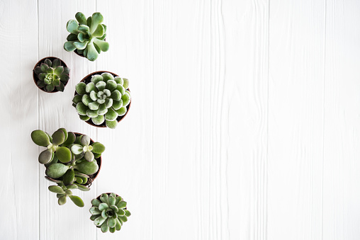 Green house plants potted, succulentson clean white wooden background. Home gardening, close-up with copyspace. Scandinavian rustic style decor.