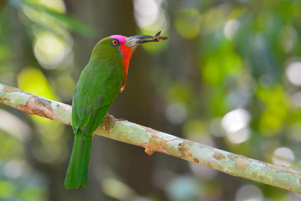 Red-bearded Bee-eater Bird Beautiful green bird, Red-bearded Bee-eater Bird (Nyctyornis amictus) standing on the branch in Kaeng Krachan National Park, Thailand. red bearded bee eater nyctyornis amictus stock pictures, royalty-free photos & images
