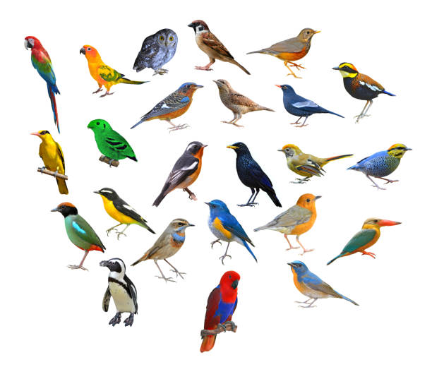 istock big set of birds 672757972