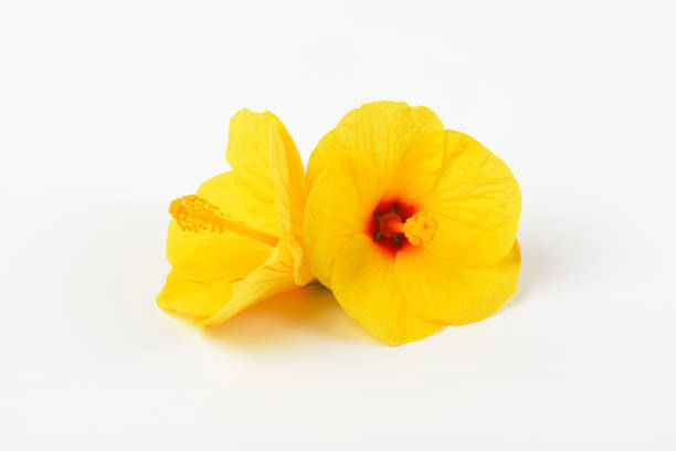 istock yellow hibiscus blooms 672758160