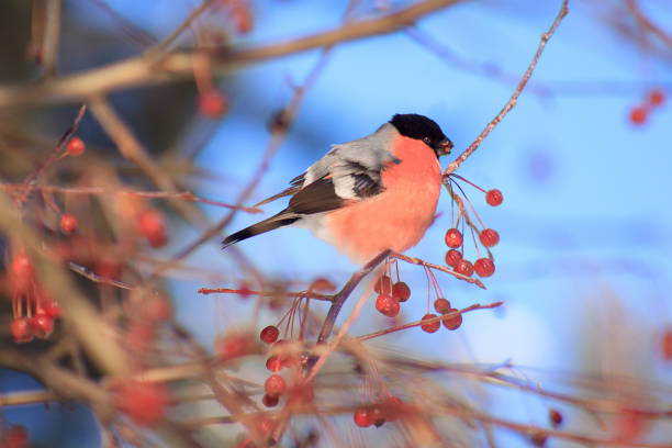 istock Eurasian bullfinch eating an crab apples. 672760808