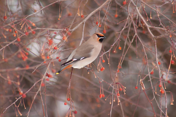 istock Beautiful waxwing eating an crab apples. 672761172