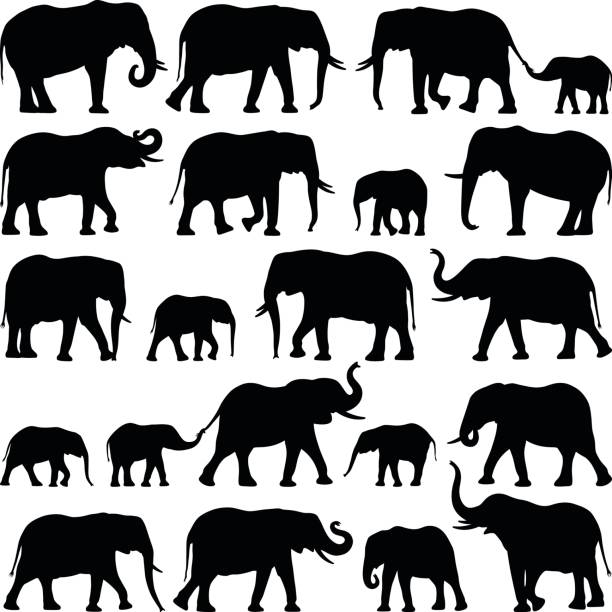 Elephants Elephant collection - vector silhouette illustration african elephant stock illustrations