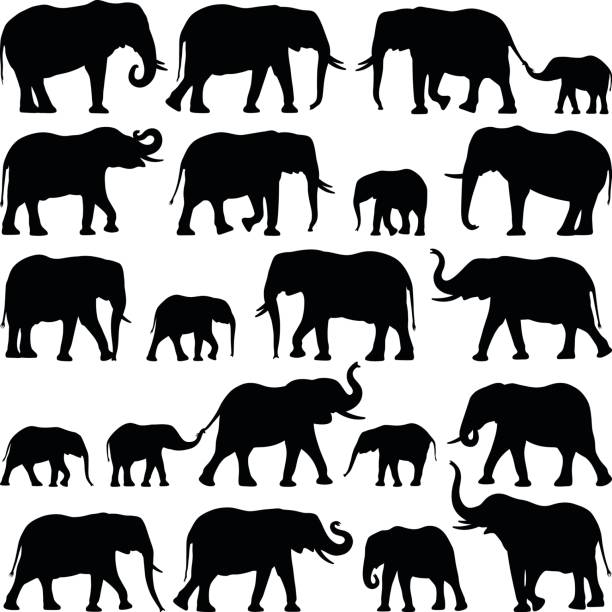 Elephants Elephant collection - vector silhouette illustration asian elephant stock illustrations