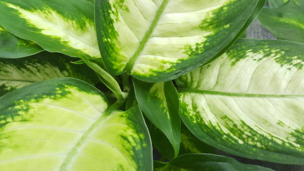istock Fresh green and white leaves 672762688
