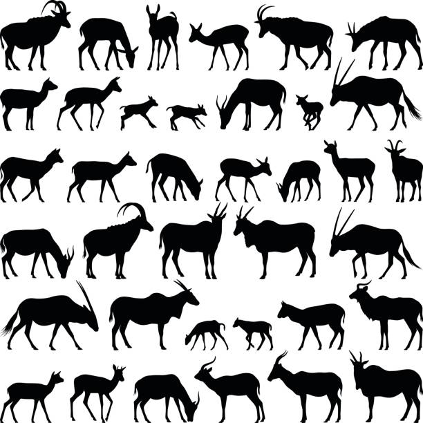 Antelope Antelope collection - vector silhouette illustration antelope stock illustrations