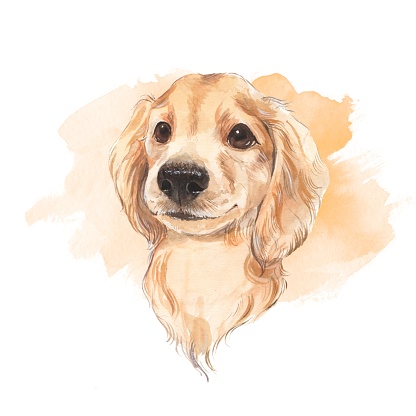 Cute dog sketch isolated on white background. Hand painted. Watercolor illustration.