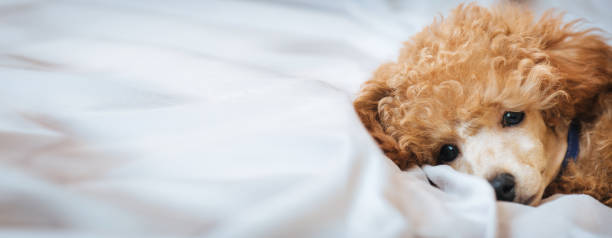 istock Poodle dog is lying and sleeping in bed, having a siesta. 672768048