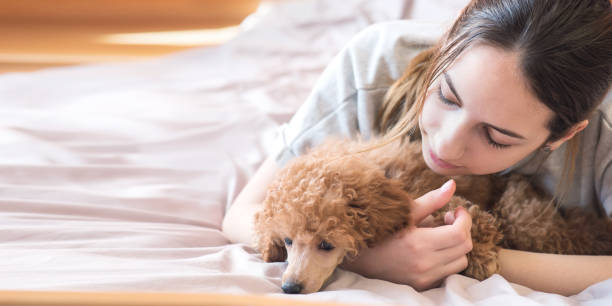 istock Young woman is lying and sleeping with poodle dog in bed. 672768112