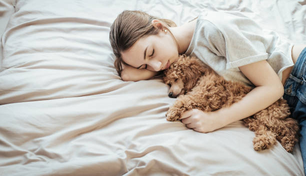 Young woman is lying and sleeping with poodle dog in bed. stock photo