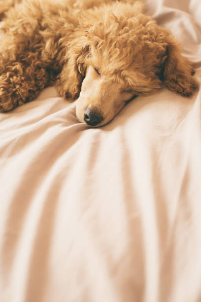istock Poodle dog is lying and sleeping in bed, having a siesta. 672768212