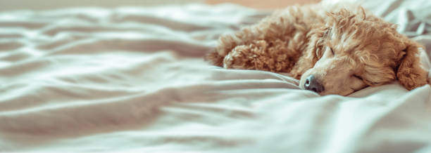 istock Poodle dog is lying and sleeping in bed, having a siesta. 672768214