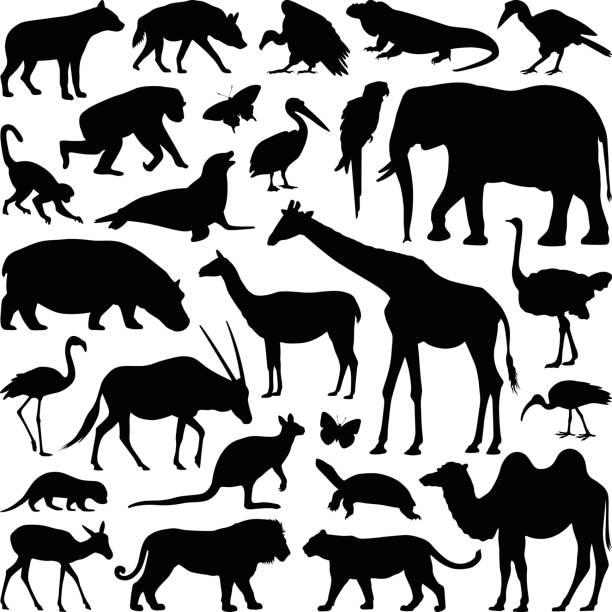 zwierzęta - safari animals undomesticated cat feline mammal stock illustrations