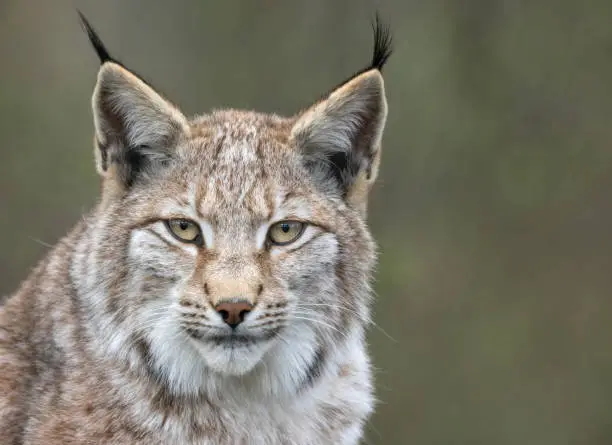 Portrait of an Eurasian lynx (Lynx lynx)