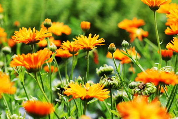 istock Orange pot marigold bloosom - Calendula officinalis field . 672771152
