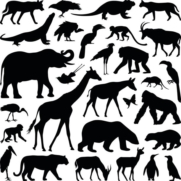 Animals Zoo animal collection - vector silhouette illustration animal themes stock illustrations