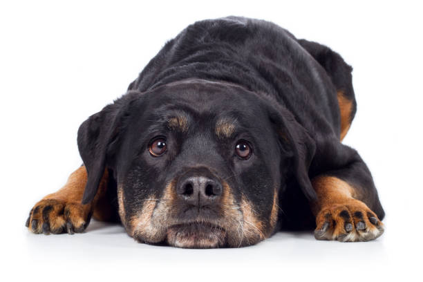 Dog Rottweiler lies head on ground and looks sad Dog Rottweiler lies with his head on the ground and looks sad traurig stock pictures, royalty-free photos & images