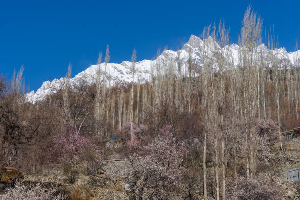 istock Blossom in Hunza valley with clear sky, Gilgit Baltistan, Pakistan 672774926