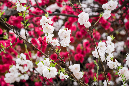 Cherry blossom in spring, Paro Bhutan