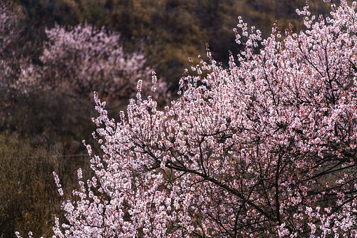 Cherry blossom in spring, Paro Bhutan