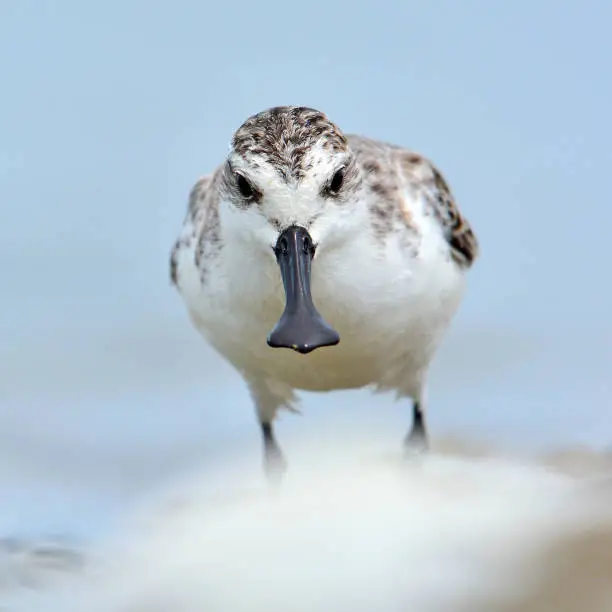 Beautiful mangrove bird, Spoon-billed sandpiper (Calidris pygmaea) who Critically Endangered status in Red list of IUCN in nature in Thailand