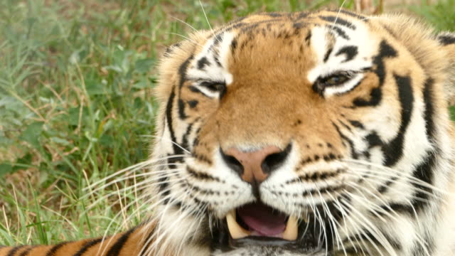 Bengal tiger closeup