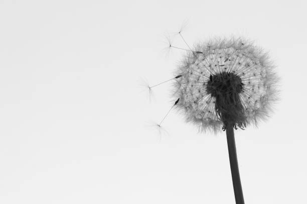 istock dandelion puff of black and white 672778658