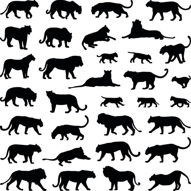 Lion and big cats Lion and big cat collection - vector silhouette illustration big cat stock illustrations