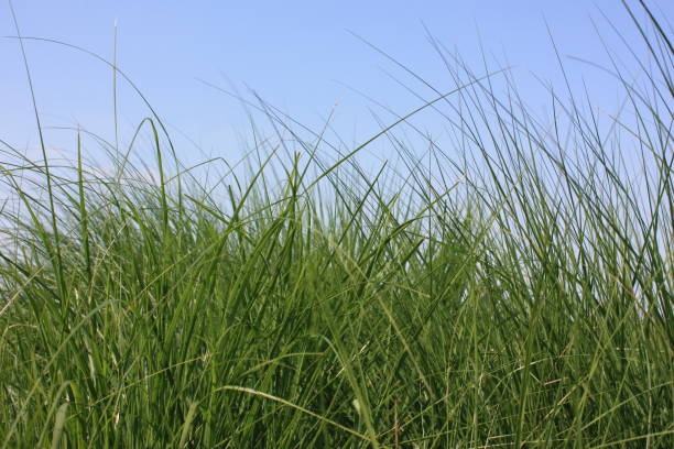 istock Cultivated herbaceous plant - Field 672785072