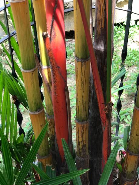 cyrtostachys renda ou cire à cacheter rouge palm ou palmier rouge à lèvres. - formal garden tropical climate park plant photos et images de collection