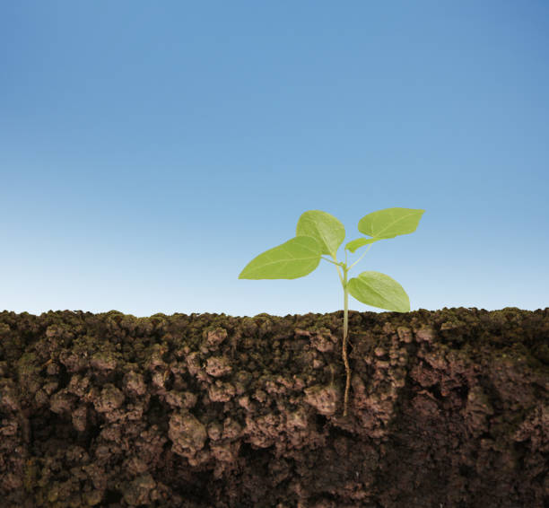 istock green plant growing seedling 672788640