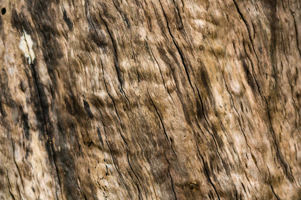 Texture of the wood.