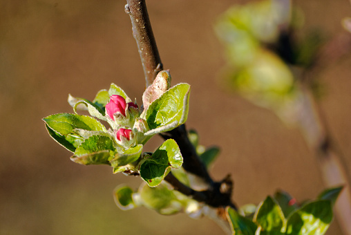 Buds of the apple tree in spring season
