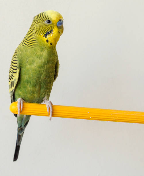 istock A green budgerigar is sitting on a yellow perch 672793910