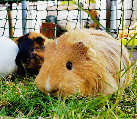 A long-haired, ginger-colored guinea pig - a child's pet - looks out from its run where it is caged with some others.