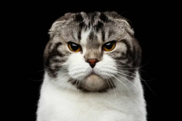close-up portrait of grumpy cat of scottish fold breed on isolated black background, small ears and round head, looking in camera
