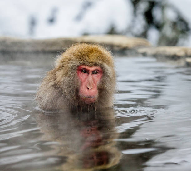 istock Japanese macaque sitting in water in a hot spring. 672809848