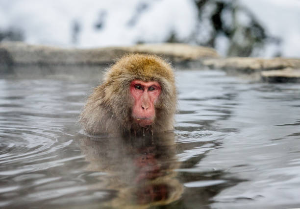 istock Japanese macaque sitting in water in a hot spring. 672809946