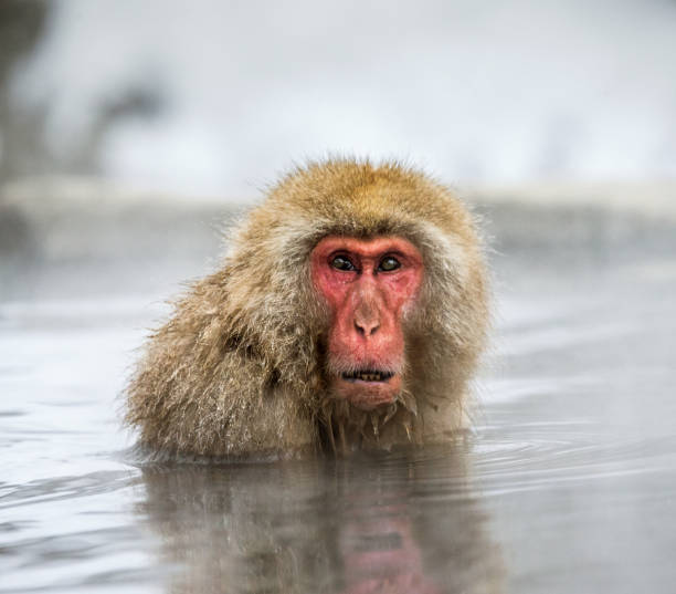 istock Japanese macaque sitting in water in a hot spring. 672810144