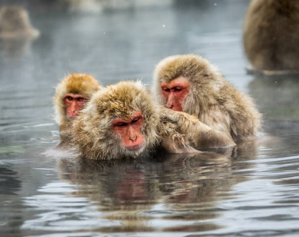 istock Group of Japanese macaques sitting in water in a hot spring. 672810152
