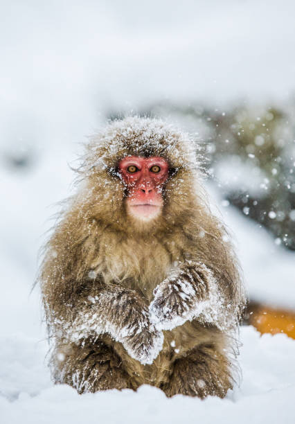 Japanese macaque sitting in the snow.