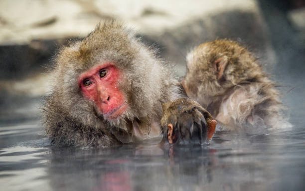 istock Group of Japanese macaques sitting in water in a hot spring. 672810430