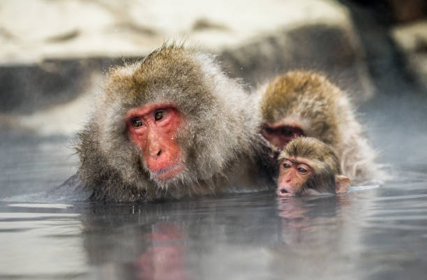 istock Group of Japanese macaques sitting in water in a hot spring. 672810432