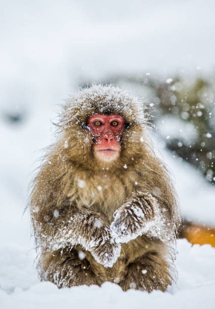 istock Japanese macaque sitting in the snow. 672810434