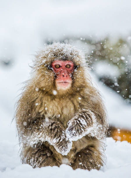istock Japanese macaque sitting in the snow. 672810438