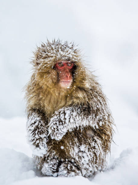 istock Japanese macaque sitting in the snow. 672810510