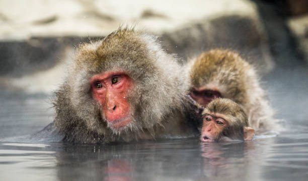 istock Group of Japanese macaques sitting in water in a hot spring. 672810582
