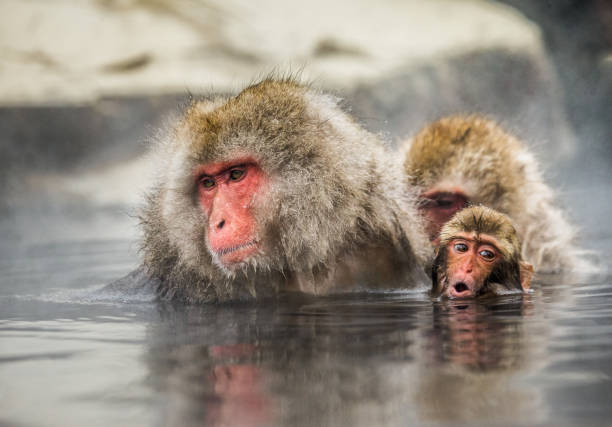istock Group of Japanese macaques sitting in water in a hot spring. 672810612